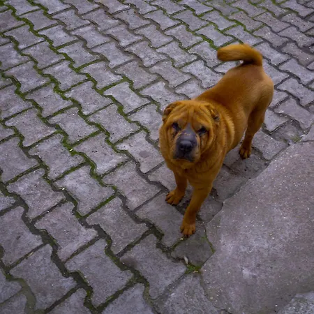 아파트 Comfortable Square 부쿠레슈티