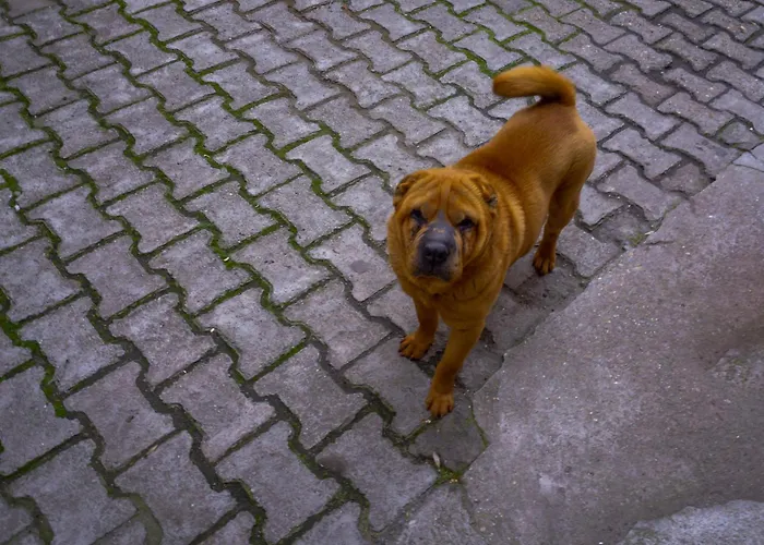 Appartement Comfortable Square Bucarest